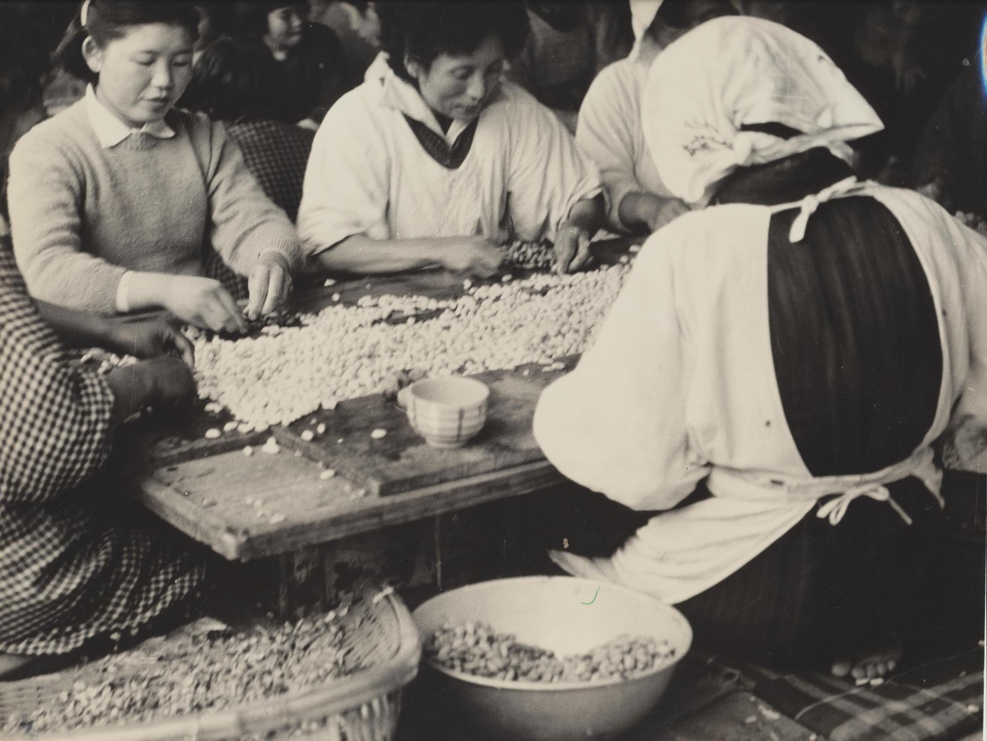 床に座り込んだ複数の女性たちが、大きな桶の中にある豆を囲んで選別している様子を捉えた、作業場の雰囲気を伝えるモノクロ写真