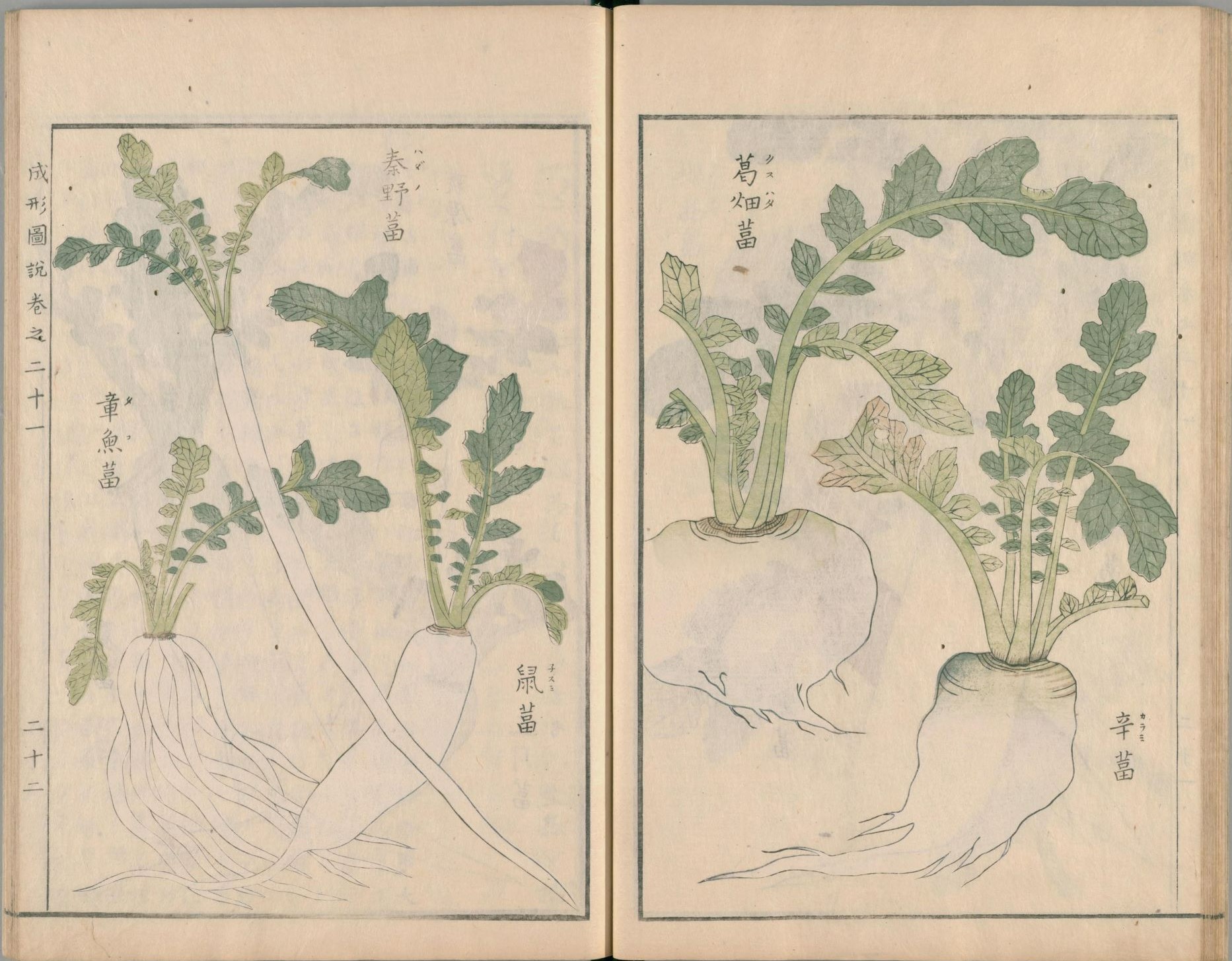 見開きページに緑色の葉と白い根を持つ大根が写実的な筆致で描かれており、「青野苗」「鐘ヶ苗」「万畑苗」「芋苗」と品種名が添えられたダイコンの古い図説の画像