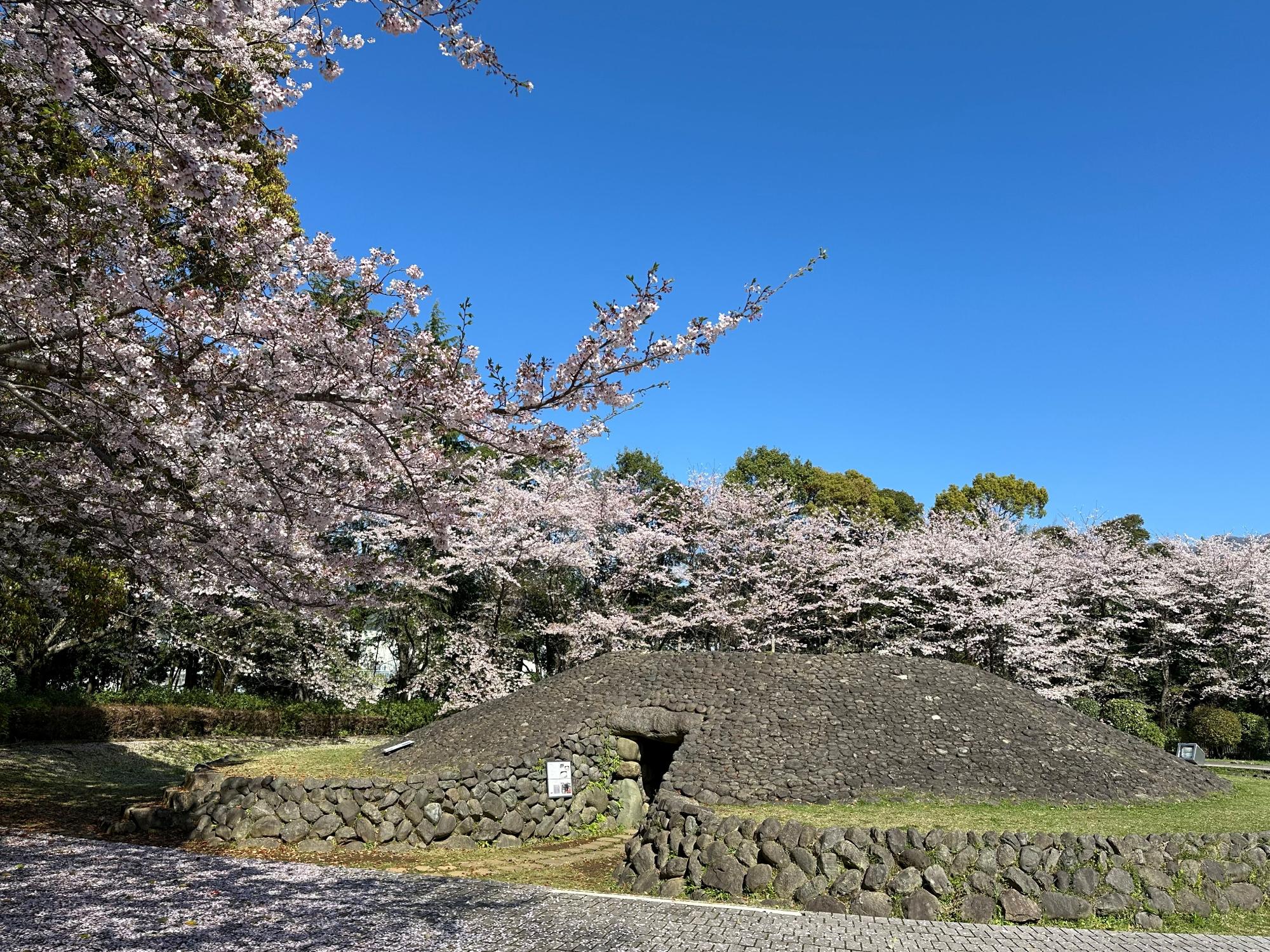 満開の桜の木々が立ち並ぶ中、石を積み上げて作られたこんもりとした円墳が配置されており、その入口へと続く石畳の通路が見える、快晴の空の下で撮影された写真