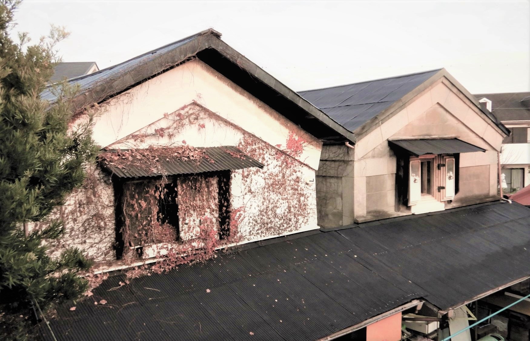 2つ連なった下屋の黒い屋根の上に、切妻造の蔵の上部が2つ並んでおり、左側の蔵は窓や壁が茶色の蔦で覆われている様子の写真