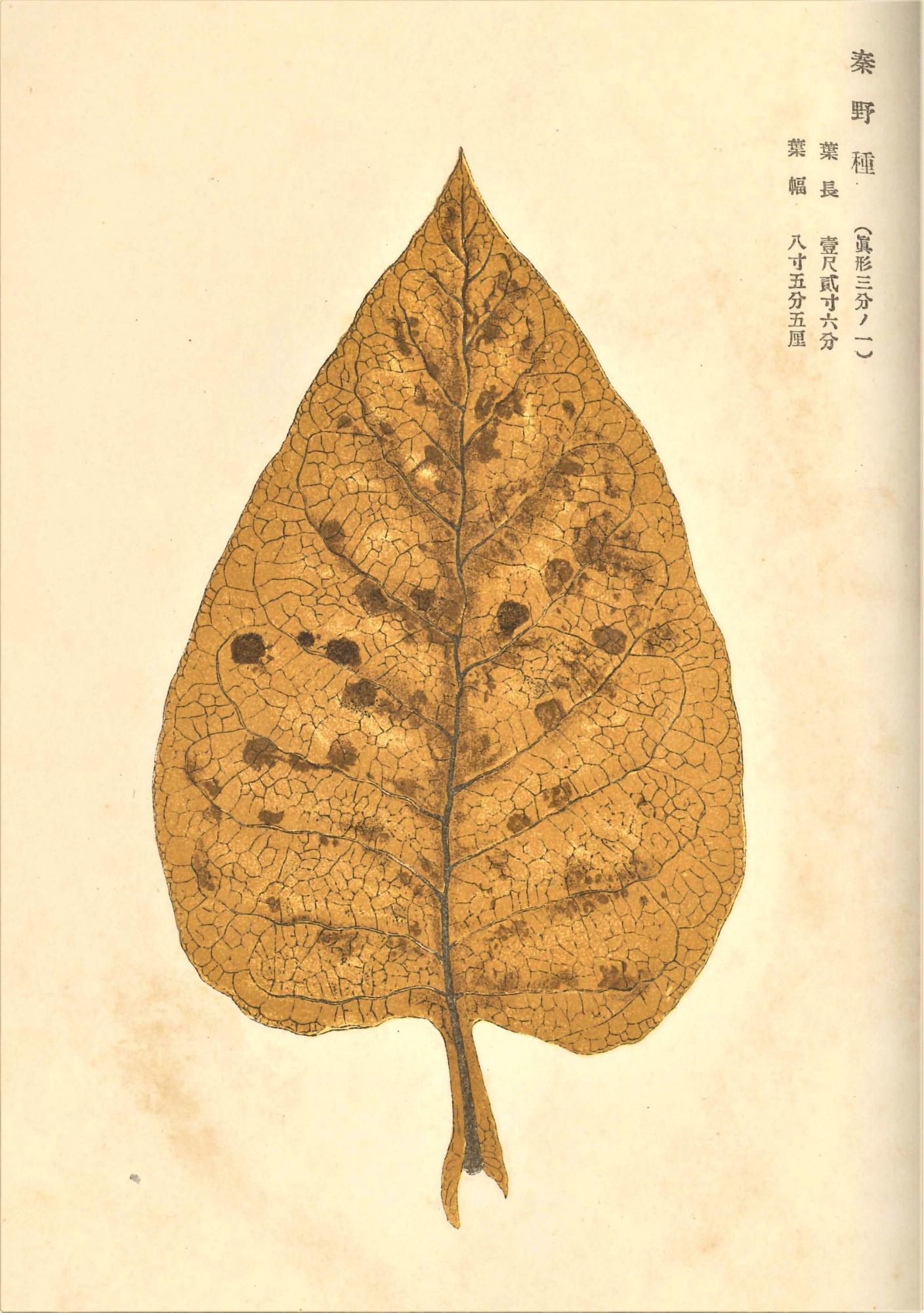 象牙色の背景に、葉脈の構造や表面の斑点が詳細に描かれた茶色い煙草葉の写真