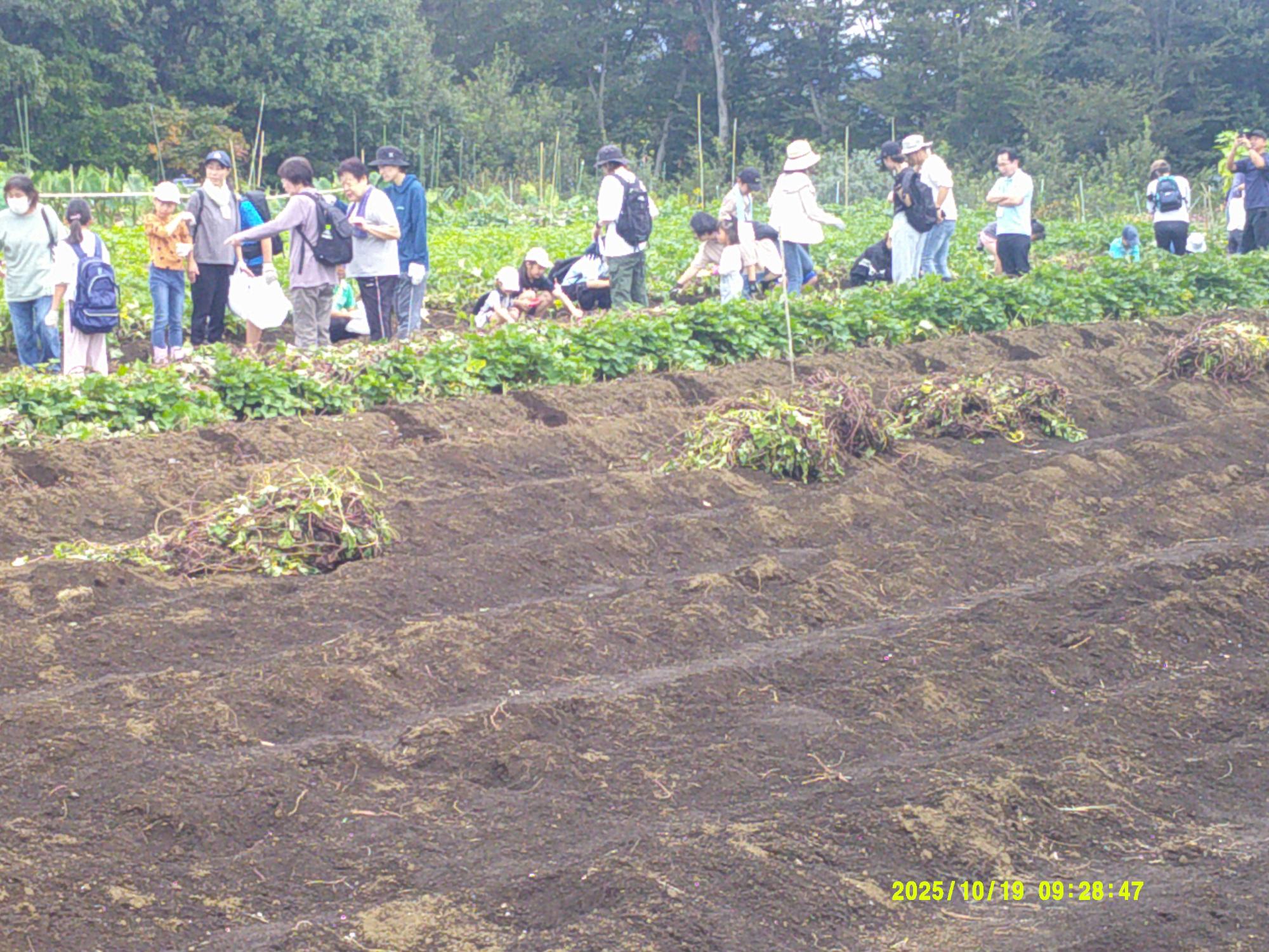 茶色い土の畑で、多くの人々がサツマイモの収穫作業を行っている様子を写した写真