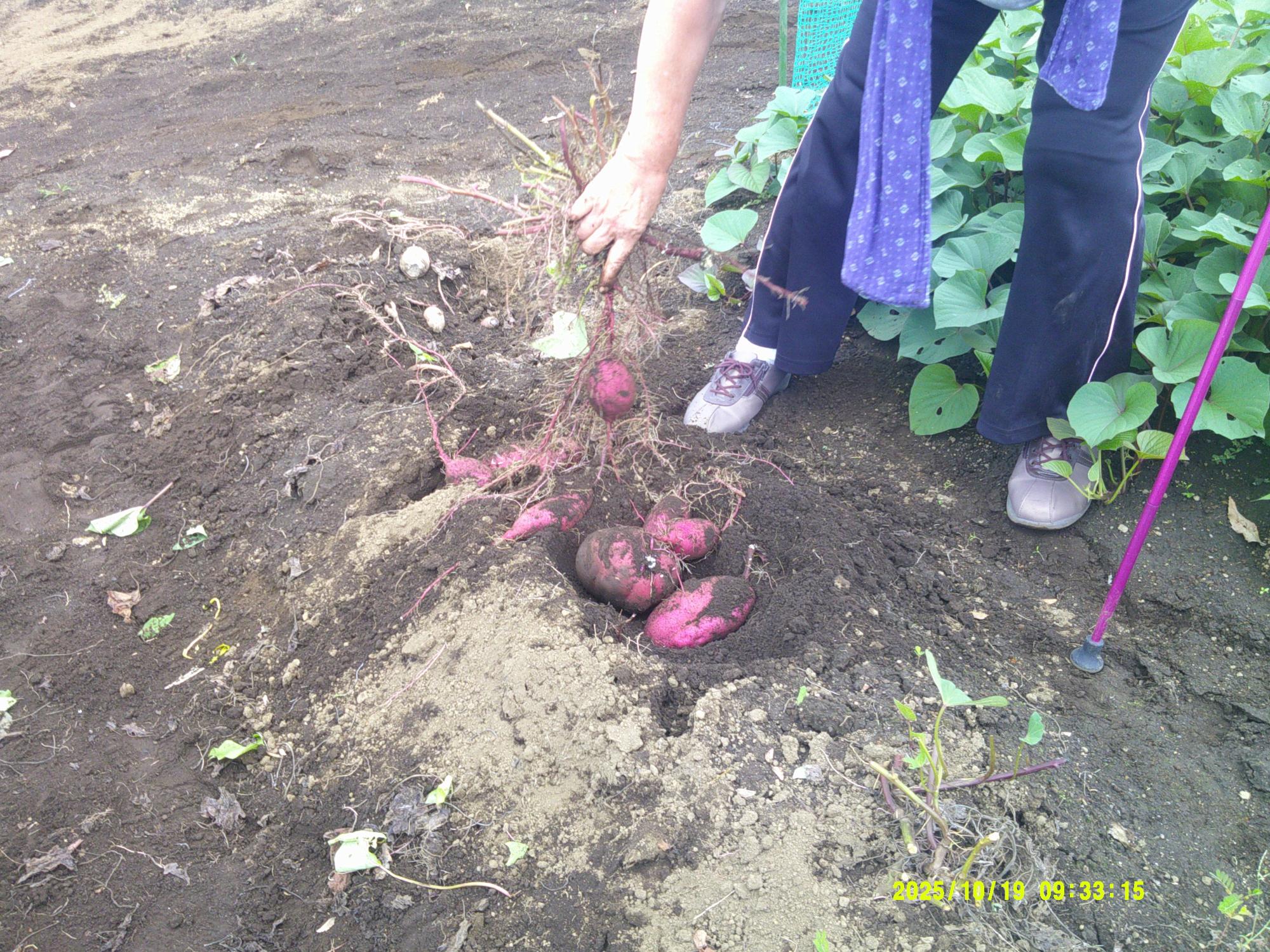 黒い土の畑で、白い靴と黒いズボンを履いた人物が太いツルを掴み、鮮やかな紫色をした掘り出したばかりのサツマイモの塊を土から引き上げている収穫作業の写真