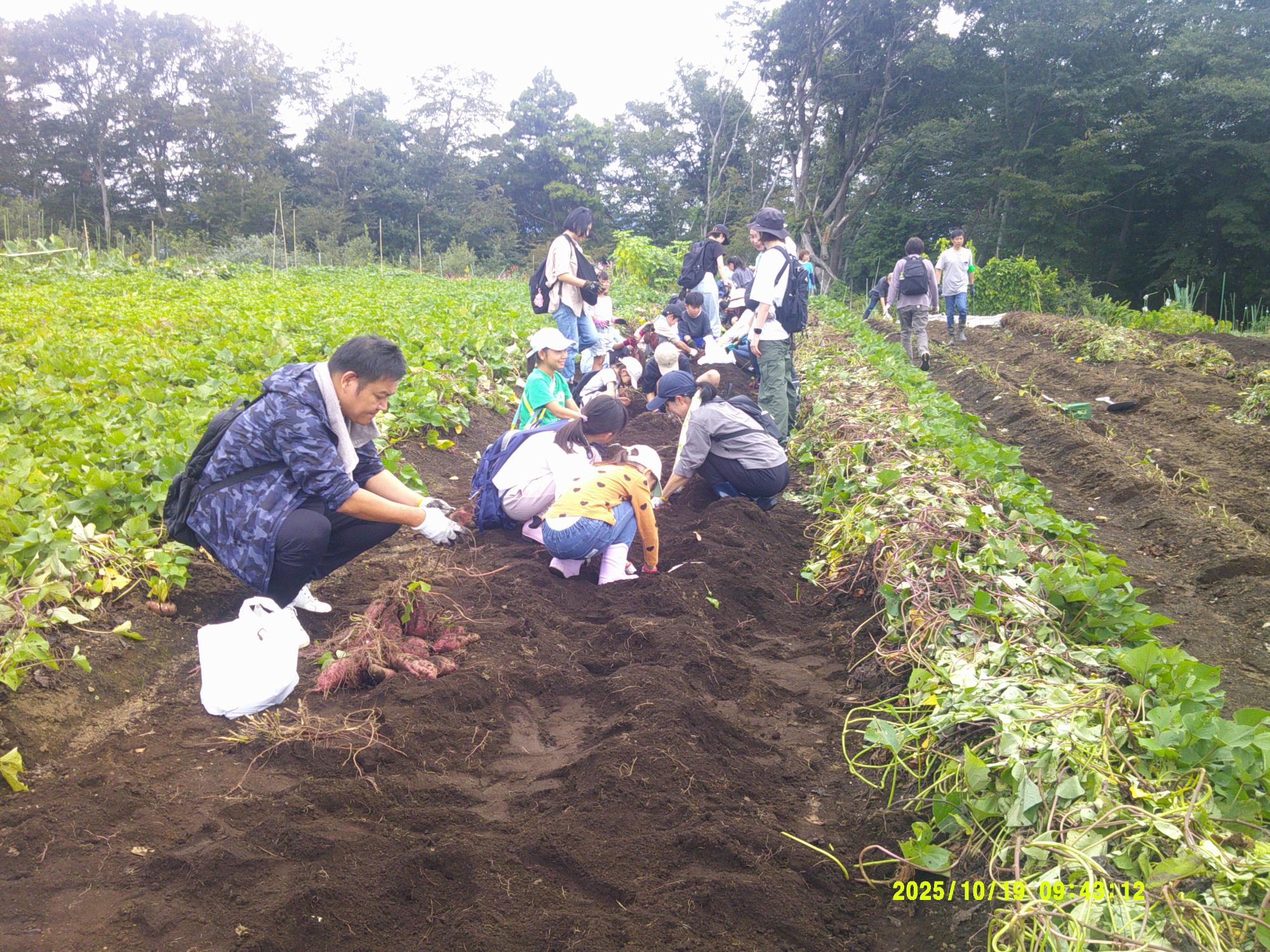 広大な畑で大勢の大人と子供が土に座り込み、サツマイモのような作物の収穫作業を行っており、掘り出された赤いイモが土の上に置かれている屋外活動の様子の写真