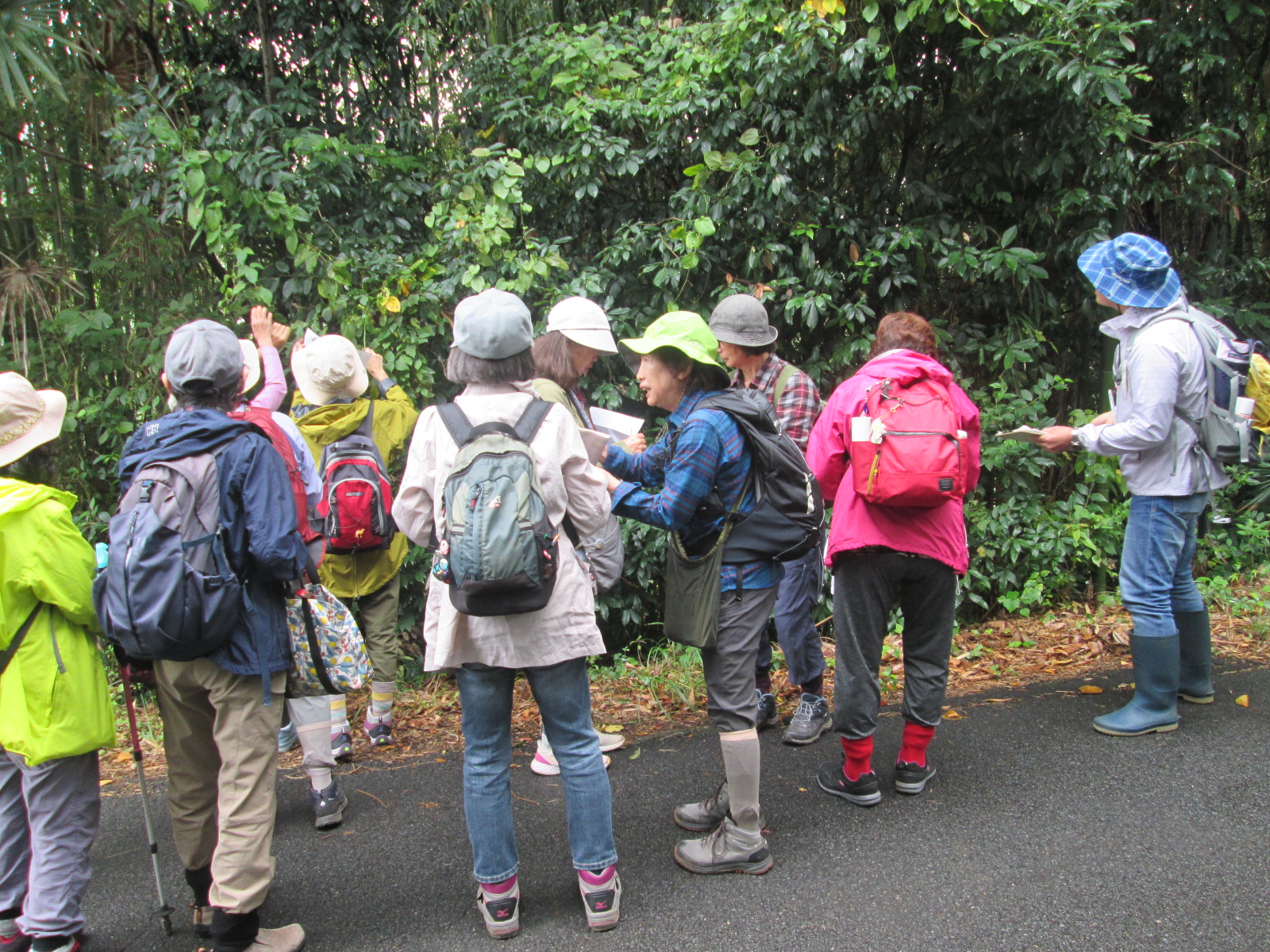 緑豊かな森の小道で、カラフルなレインウェアや帽子を着用した10名以上のハイキンググループが、右端のガイドの説明を聞きながら立ち止まっている写真