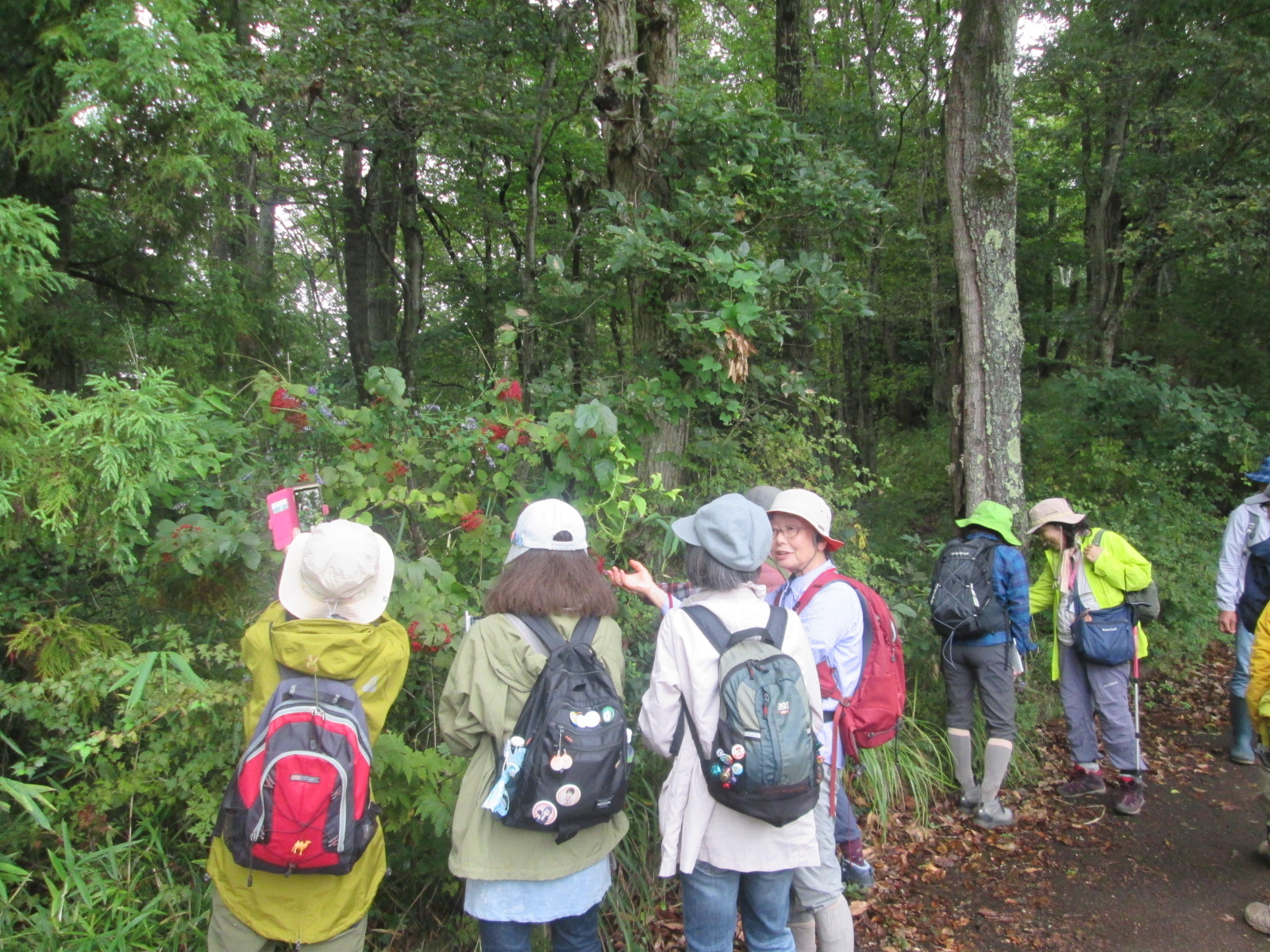 緑豊かな森の中で、カラフルなハイキングウェアと帽子を着用した10名以上のグループが、左側の赤い実をつけた植物の周りに集まりガイドの説明を聞いたり携帯電話で写真を撮ったりしている写真