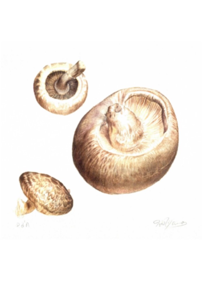 白い背景の中央に、茶色の色鉛筆や水彩絵の具のような画材で写実的に描かれた三つのキノコが配置され、最も大きなキノコが手前を向いて傘の裏のひだまで緻密に表現されている、細密画の技法を用いた静物画のイラスト