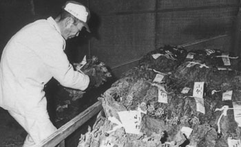 複数の札が刺さった乾燥したタバコの葉の束が山積みになっており、その中で一人の男性がかがんで作業をしている様子を写した古いモノクロ写真