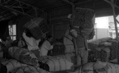 複数の男性が背負ったり担いだりして、タバコの葉を出荷している様子を写した古いモノクロ写真