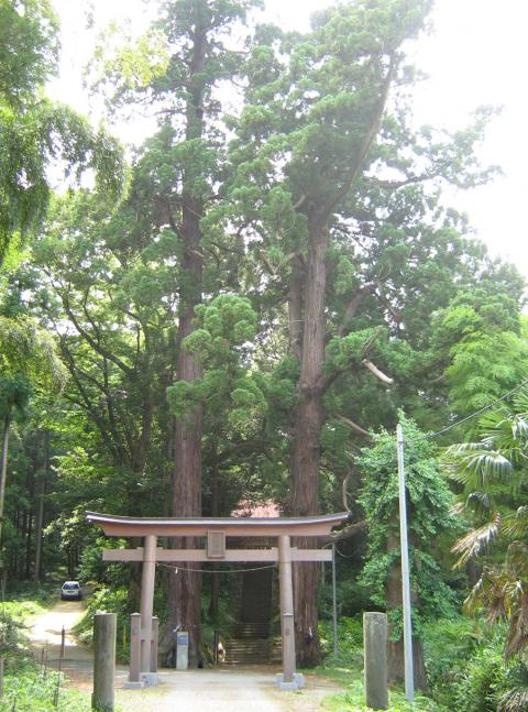 緑の木々に囲まれた中に佇む茶色の鳥居の後ろに、太い幹の高い杉の木が2本並んでおり、その間に神社へ上る石の階段が見える白山神社の杉の写真