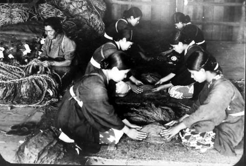 着物にタスキをかけた若い女性6人が2人一組で向かい合って座り、両側からたばこのを押さえて葉のし作業をしており、横で高齢の女性が縄を使った作業をしている様子の白黒写真
