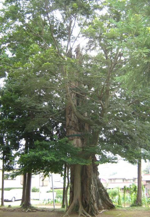緑色の葉が茂ったたくさんの枝を大きく伸ばした、太い幹の大椋の写真