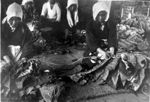 頭に手拭いをまいた着物姿の女性4人が、むしろの上に座って、大きなタバコの葉を紐で束ねる作業をしている様子の白黒写真