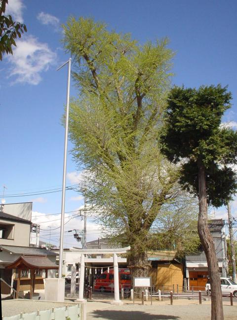 白い鳥居の後ろの囲い中に、緑の葉をつけたいちょうの巨木がある様子の写真