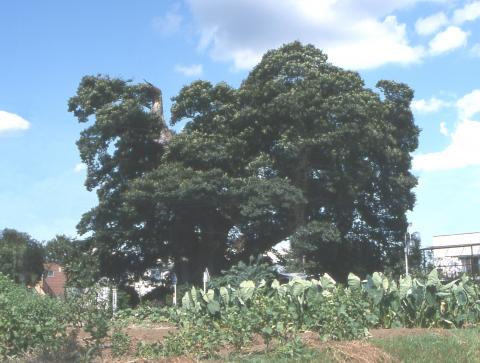 畑の先に、濃い緑色の葉を茂らせた巨大なおおけやきの木がある写真