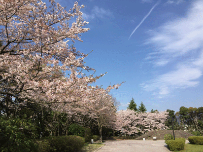 青い空に白い飛行機雲が一本伸びており、道沿いには満開の淡いピンク色の桜の木が並び、新緑の木々とのコントラストが美しい桜土手古墳公園を写した写真