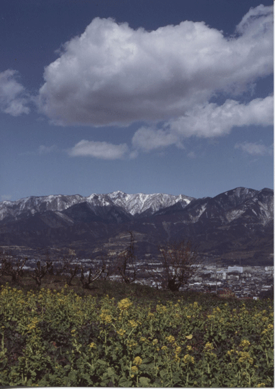 遠方に雪を抱いた連峰が広がり、手前には黄色い花をつけた菜の花畑が広がる、壮大な自然と街並みの対比を捉えた写真