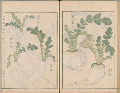 見開きページに緑色の葉と白い根を持つ大根が写実的な筆致で描かれており、「青野苗」「鐘ヶ苗」「万畑苗」「芋苗」と品種名が添えられたダイコンの古い図説の画像