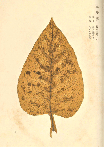 象牙色の背景に、葉脈の構造や表面の斑点が詳細に描かれた茶色い煙草葉の写真