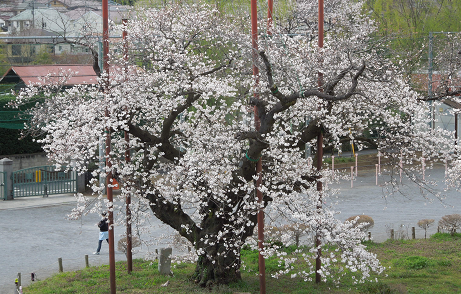 南小学校に立つ、太く歴史を感じさせる幹を持つ一本の大きな桜の老木が満開の白い花を咲かせている写真