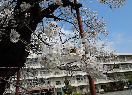校庭に咲く満開の桜の花のアップが手前に大きく捉えられ、その奥には白く大きな校舎が広がる中、青空と春の日差しが感じられる写真