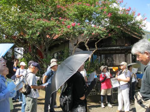 ピンク色の花をつけた木などの木々の後ろに古い建造物があり、その前に集まった帽子をかぶったり日傘をさしたりしたたくさんの高齢の男女の参加者たちが、黄色い拡声器を使って話をしている男性の説明を聞きながら街並みの見学をしている様子の写真