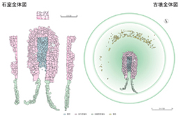 墓の内部構造である石室と外部の古墳の全体を上から見た様子を、異なる色のブロックで構造ごとに描き分けたイラスト図