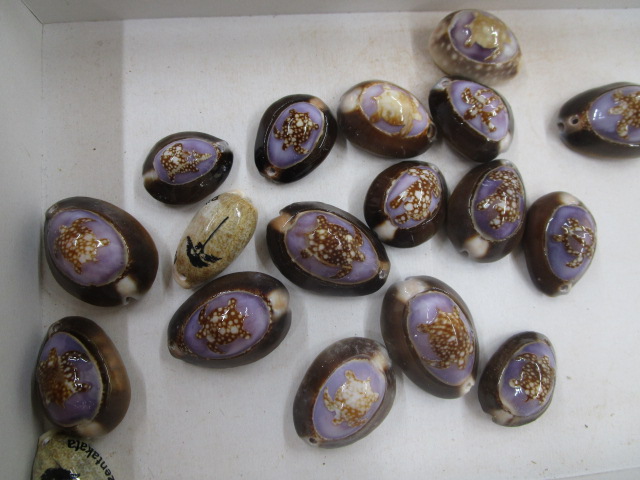 色とりどりの貝殻がテーブルの上に並べられている写真