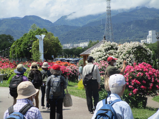 鮮やかな赤やピンク、白などのバラが咲き誇る広い庭園の舗装された道を、帽子やリュックを背負った数名の観光客が、奥にそびえる山々を背景に鑑賞しながら歩く様子を捉えた写真