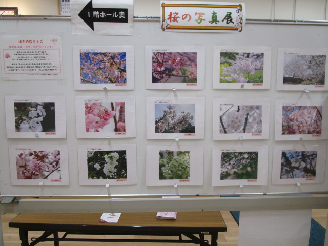 壁面に「桜の写真展」の文字と矢印があり、様々な種類の桜の花を接写した多くの写真がクリップで均等に展示された展示会の様子の写真