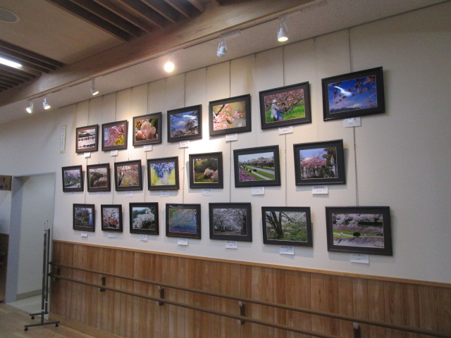 照明で照らされたの白い壁に、さまざまな場所で撮影された桜の写真が黒い額縁に入って多数展示されている公民館内の写真