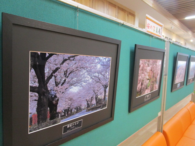 明るいミントグリーンの壁に、黒い額縁に入った満開の桜並木の写真が数点飾られ、手前にはオレンジ色のソファが見える展示会の様子の写真