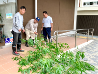 館の入り口前のタイル張りの床の上で、三人組の男性が緑の葉をつけた竹の枝を切り落とす作業をしている様子を捉えた写真