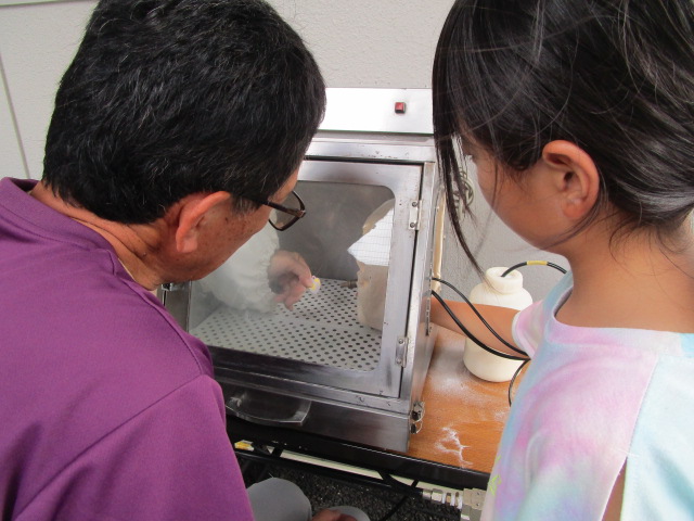 紫色のポロシャツを着た男性と女の子が、透明な窓から中を覗き込み、手袋をした手で作業をする様子を観察している体験学習の様子の写真