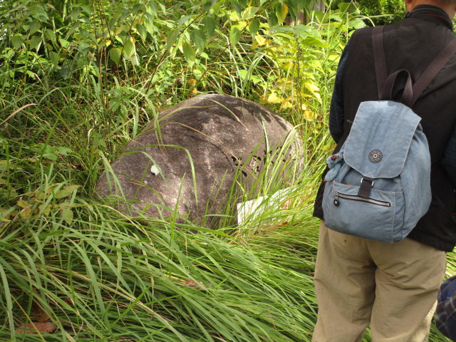 生い茂る草木の中に、表面にいくつかの穴が開いている黒っぽい大きな丸い岩か石のような物体が半分ほど埋まっており、右端には青いリュックサックを背負った人がその物体を観察している様子の写真