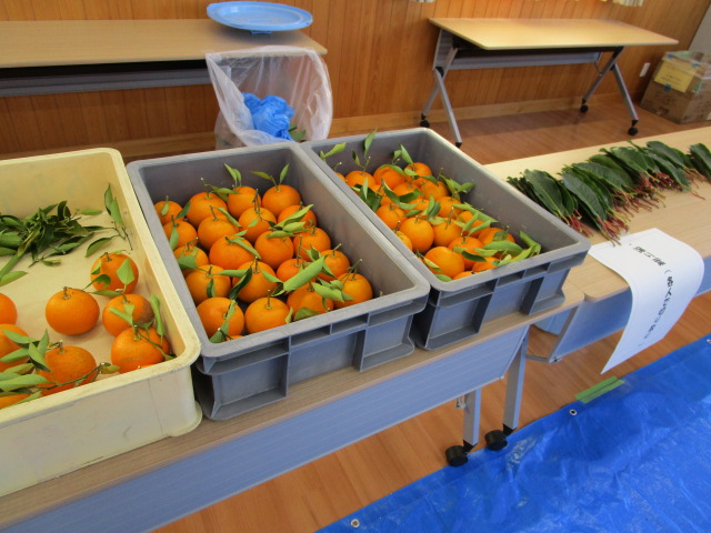 薄い茶色のテーブルの上に、緑の葉をつけた採れたての橙が、ベージュと灰色のプラスチック製コンテナに山盛りに入れられ並べられた写真