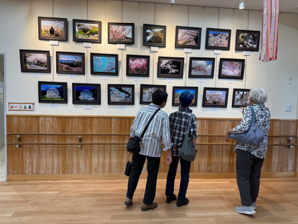 木目調の壁に沿って、満開の桜をテーマにした写真21枚がそれぞれ黒い額縁に入り3段に整然と飾られており、3人の高齢者がその写真展を鑑賞している様子の写真