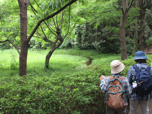 緑豊かな雑木林の中で、2人の参加者が、手前の茂みの向こう側にある湿地帯のような細長い水たまりとその先の草原を眺めている様子を後方から撮影した写真