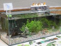 メダカ展示