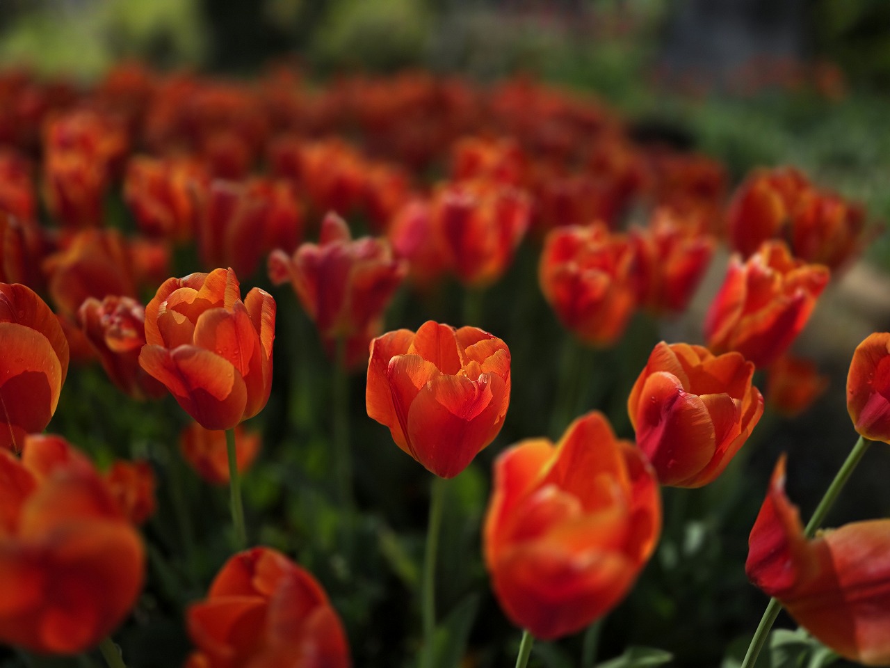 泉蔵寺のチューリップ