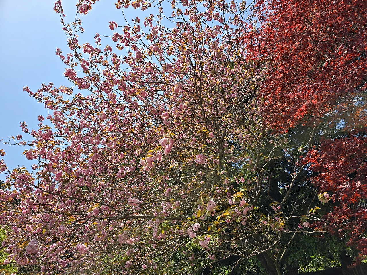 晴れ渡る青空を背景に淡いピンクの八重桜が満開の木と、鮮やかな紅葉のモミジが隣り合って生い茂る様子の写真