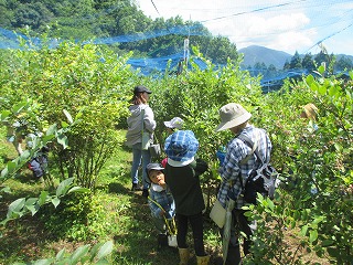 帽子をかぶった子どもたちと大人が、ネットで覆われた緑豊かな農園で、しゃがみこんだり手を伸ばしたりしながら、ブルーベリーを摘み取っている様子の写真