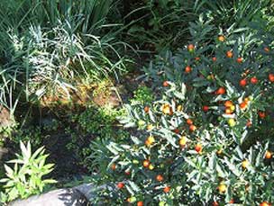 日差しの下、草木が生い茂る中に、赤い実をつけた植物が鮮やかに映える自然の一角を切り取った場所に微かに見える小藤川湧水の写真