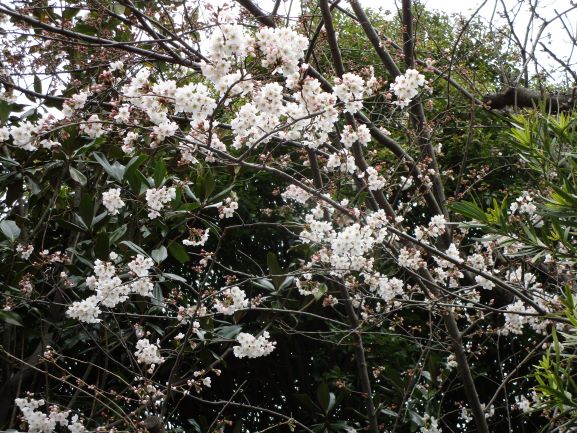 茶色い枝にたくさんの小さな白い花が密集して咲き、背景には濃い緑の葉が写り込んでいる、桜の花を捉えた写真