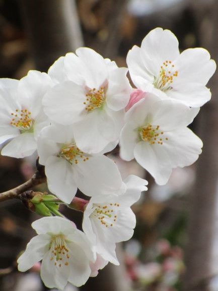 白く可憐な花びらと、中央にある黄色い花粉が特徴的な、複数の桜の花をクローズアップして撮影した写真