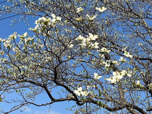ハナミズキの花が、葉の少ない枝先にたくさん咲いている様子を写した写真