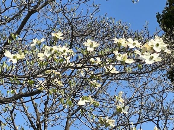 青い空を背景に、白い4枚の花びらを持つハナミズキの花が、まだ葉の少ない枝先にたくさん咲いている様子を写した写真