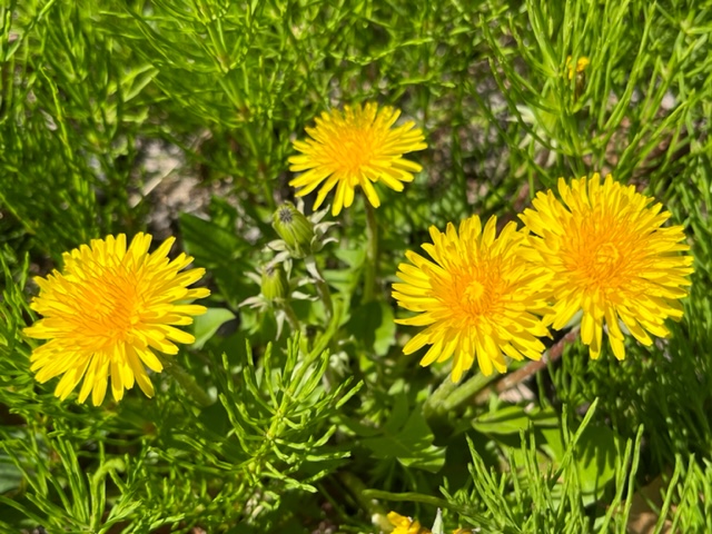 鮮やかな緑の草の中に、太陽の光を浴びて輝く黄色いタンポポの花が複数咲いている写真