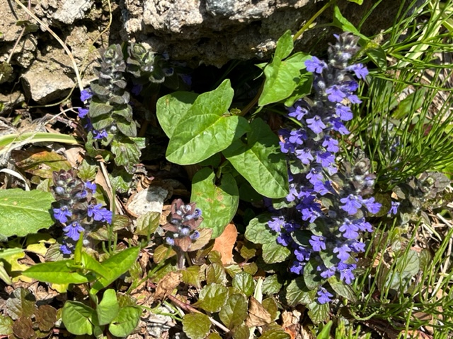日差しの当たる地面に、小さな青紫色の花が穂状に集まって咲いている写真