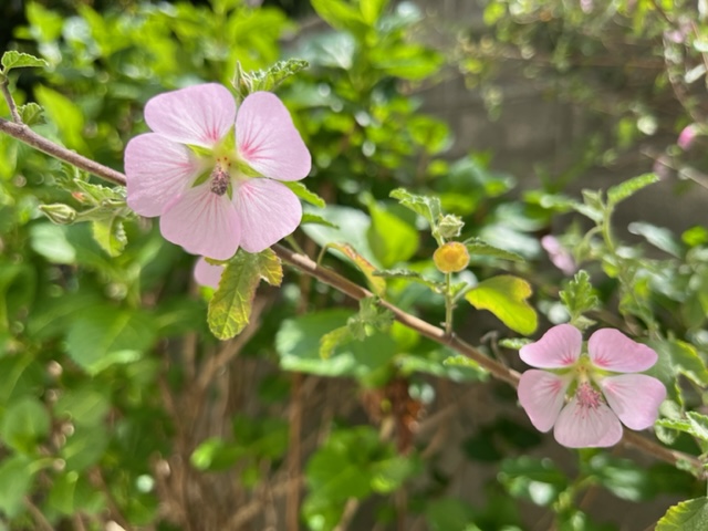 緑の葉が茂る枝に、中心が赤く、外側が淡いピンク色の花びらを持つ可愛らしい花が2輪咲いている写真